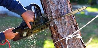 Best Tree Risk Assessment  in Flemington, GA