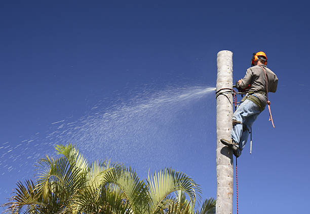 Best Tree Cabling and Bracing  in Flemington, GA