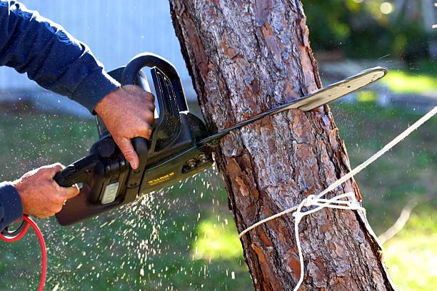 Best Soil Testing and Treatment  in Flemington, GA