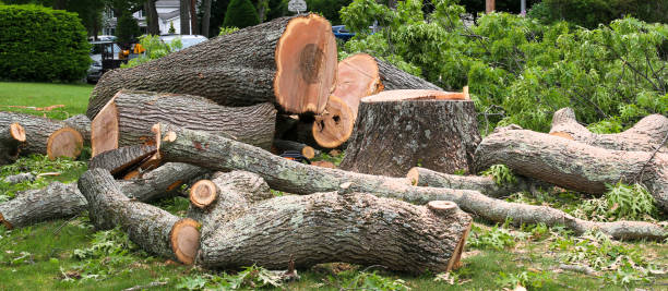 Best Tree Maintenance Programs  in Flemington, GA