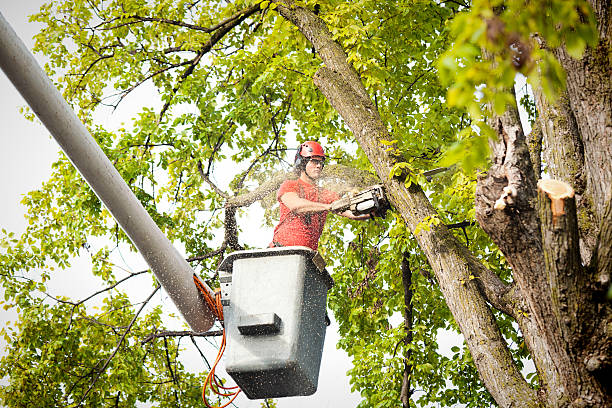 Best Emergency Tree Removal  in Flemington, GA