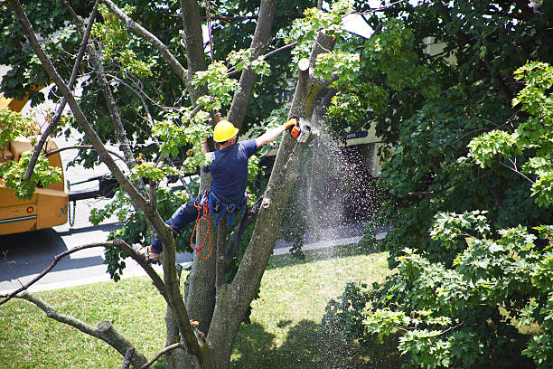 Best Tree and Shrub Care  in Flemington, GA