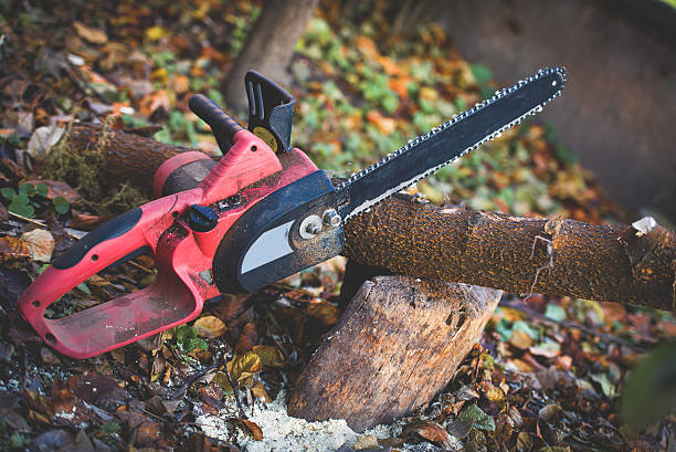 Best Tree Health Inspection  in Flemington, GA