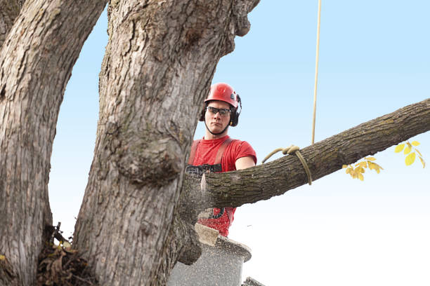 Professional Tree Care in Flemington, GA